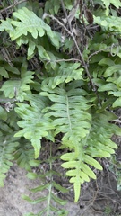Polypodium glycyrrhiza