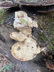 Trametes aesculi