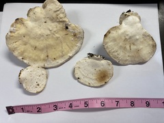 Trametes aesculi