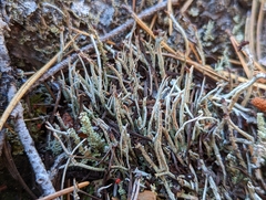 Cladonia ecmocyna