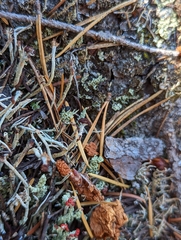 Cladonia ecmocyna