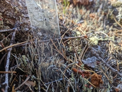 Cladonia ecmocyna