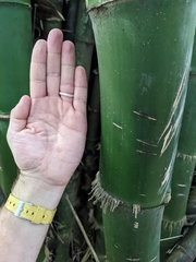Bambusa vulgaris