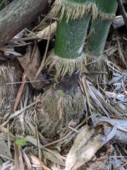 Bambusa vulgaris