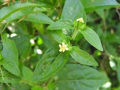 Calyptocarpus brasiliensis