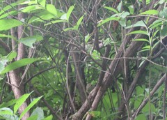 Vireo griseus