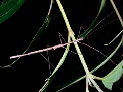 Rhamphosipyloidea