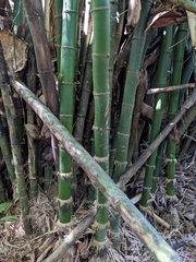 Bambusa vulgaris