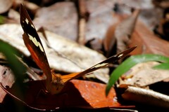 Aterica rabena