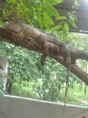Iguana