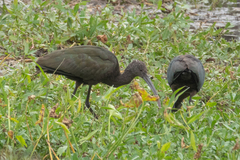Plegadis chihi