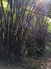 Bambusa vulgaris