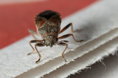 Arocatus melanocephalus