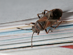 Arocatus melanocephalus