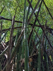 Bambusa vulgaris