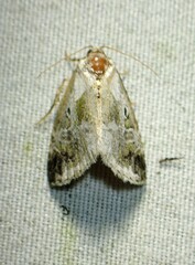 Maliattha synochitis