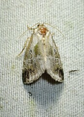 Maliattha synochitis