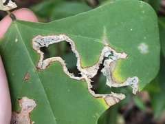 Agromyzidae