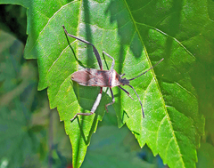 Phthiacnemia picta
