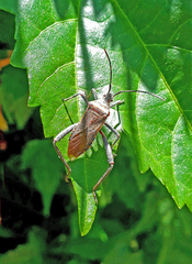Phthiacnemia picta