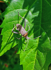 Phthiacnemia picta