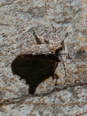 Microcentrus perditus