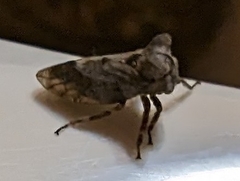 Microcentrus perditus