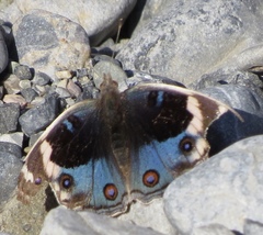 Junonia orithya here