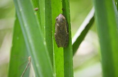 Boana pulchella