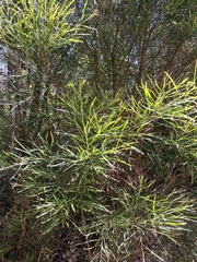 Acacia mucronata longifolia