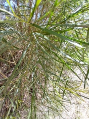 Acacia mucronata longifolia