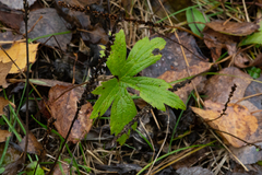 Anemonastrum canadense