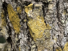 Teloschistaceae