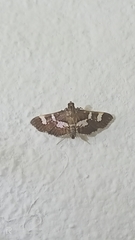 Desmia ufeus