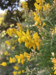 Genista
