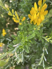 Genista