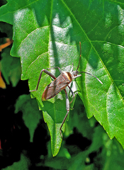 Phthiacnemia picta