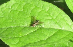 Trigonospila ludio