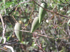 Funastrum pannosum
