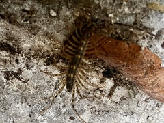 Scutigera coleoptrata