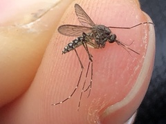 Aedes taeniorhynchus