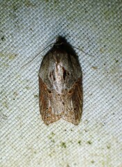 Acleris