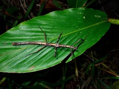 Mnesilochus palawanicus