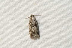 Epinotia nisella