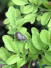 Bulimulus guadalupensis