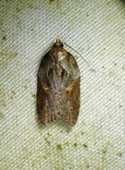 Acleris
