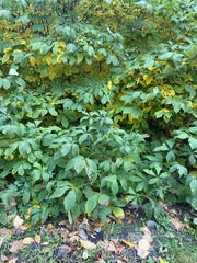 Aesculus parviflora