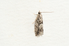 Epinotia nisella