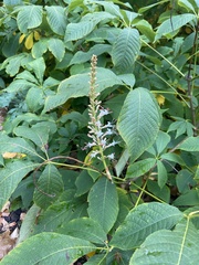 Aesculus parviflora