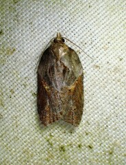 Acleris
